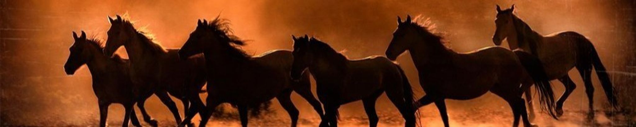 Cover for Donna Maria Doyle's Obituary