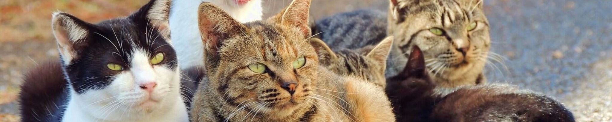 Cover for Kathleen Ann Ryan's Obituary