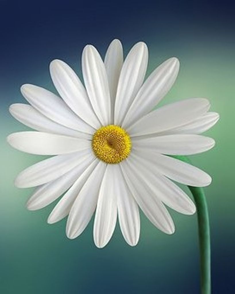 Ocean Pretty Storm Profile Photo