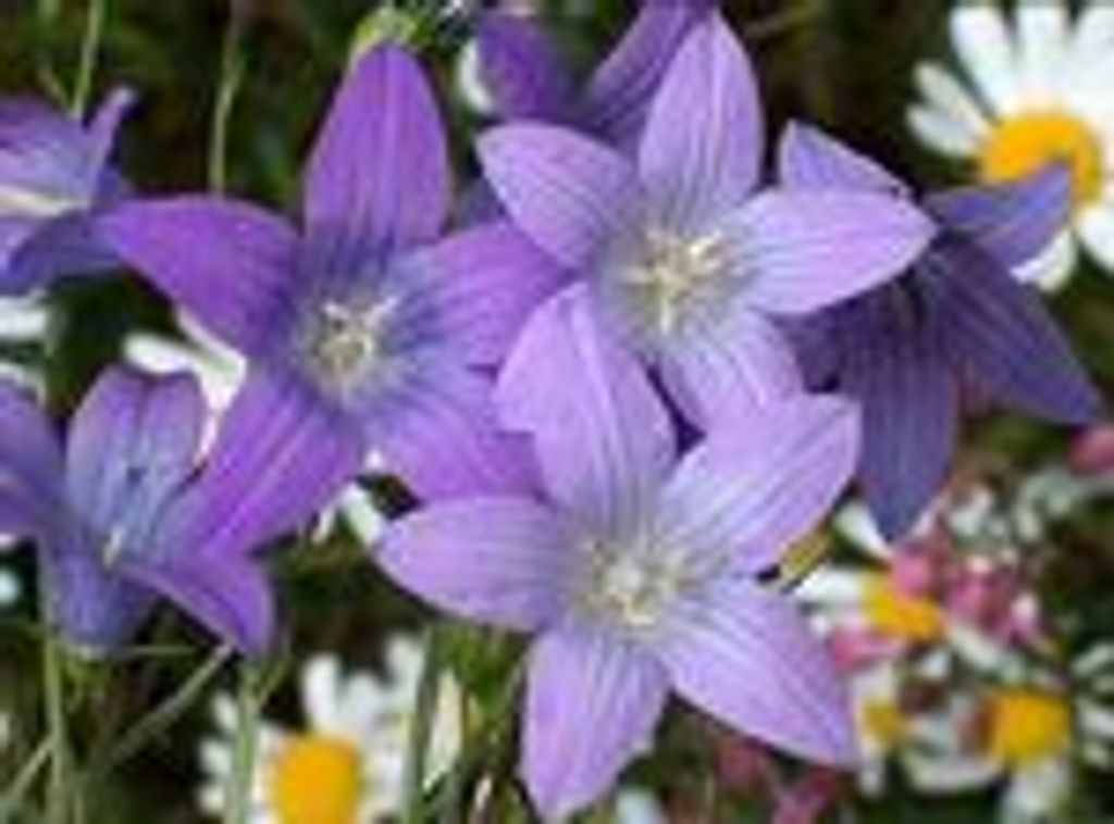 Carol Jean Mcmann Sneade