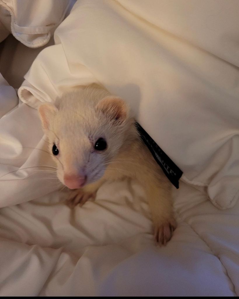 Squiggy Burkey
