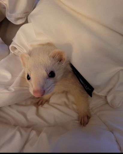 Squiggy Burkey's obituary image