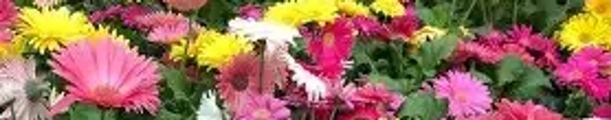 Cover for Sarah Ann Lawson's Obituary