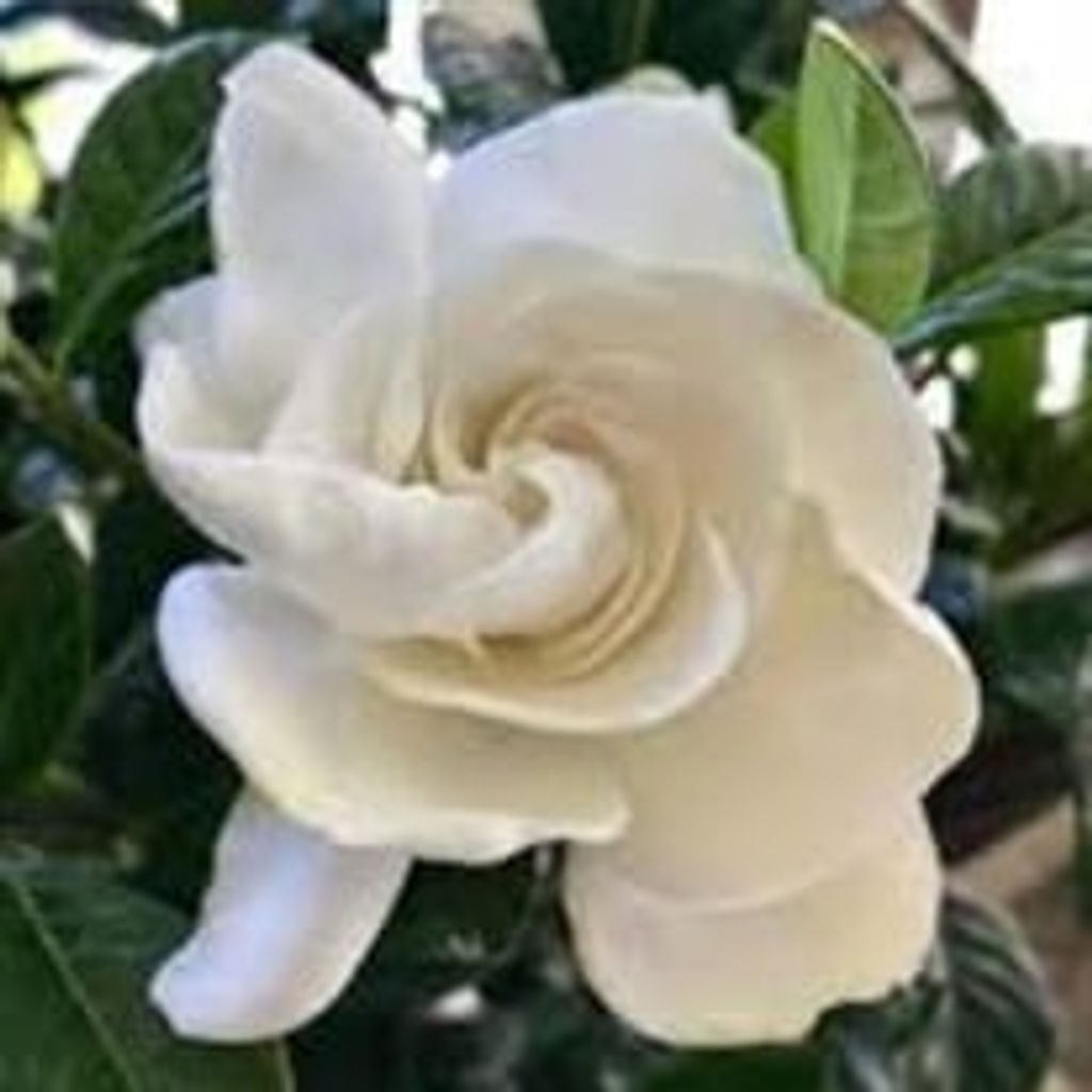 Terri Crouch Harvey