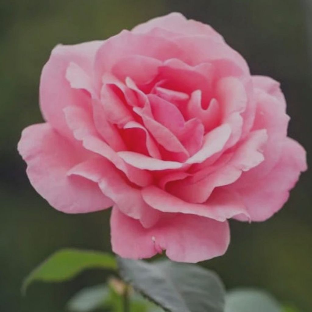 Linda Nutting