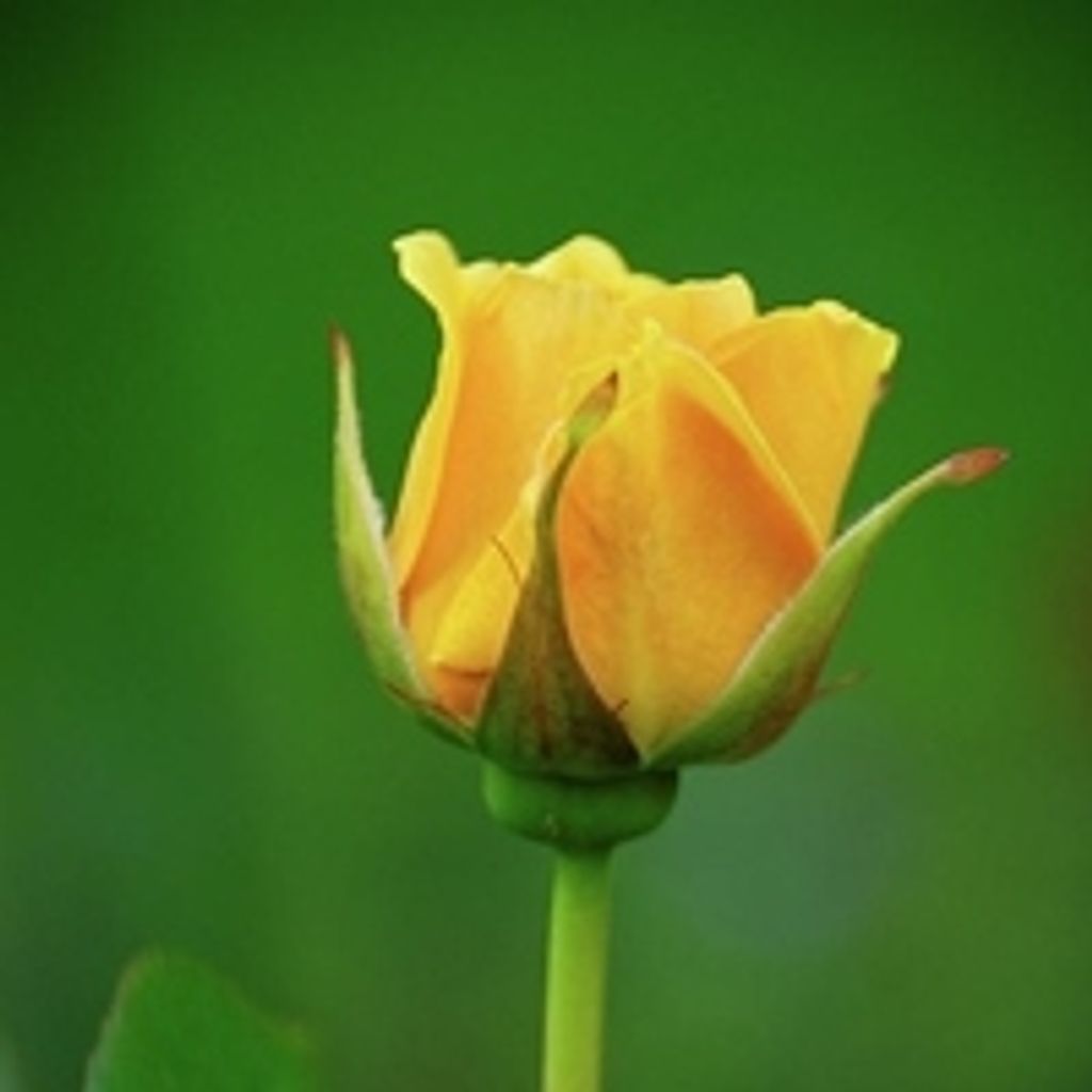 Dorothy  P. Lawrence