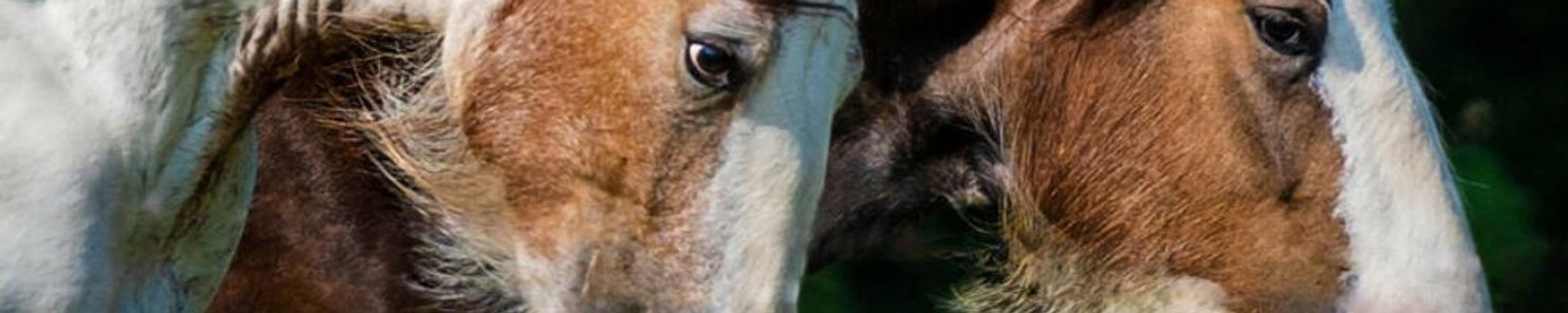 Cover for James Edward Holt's Obituary