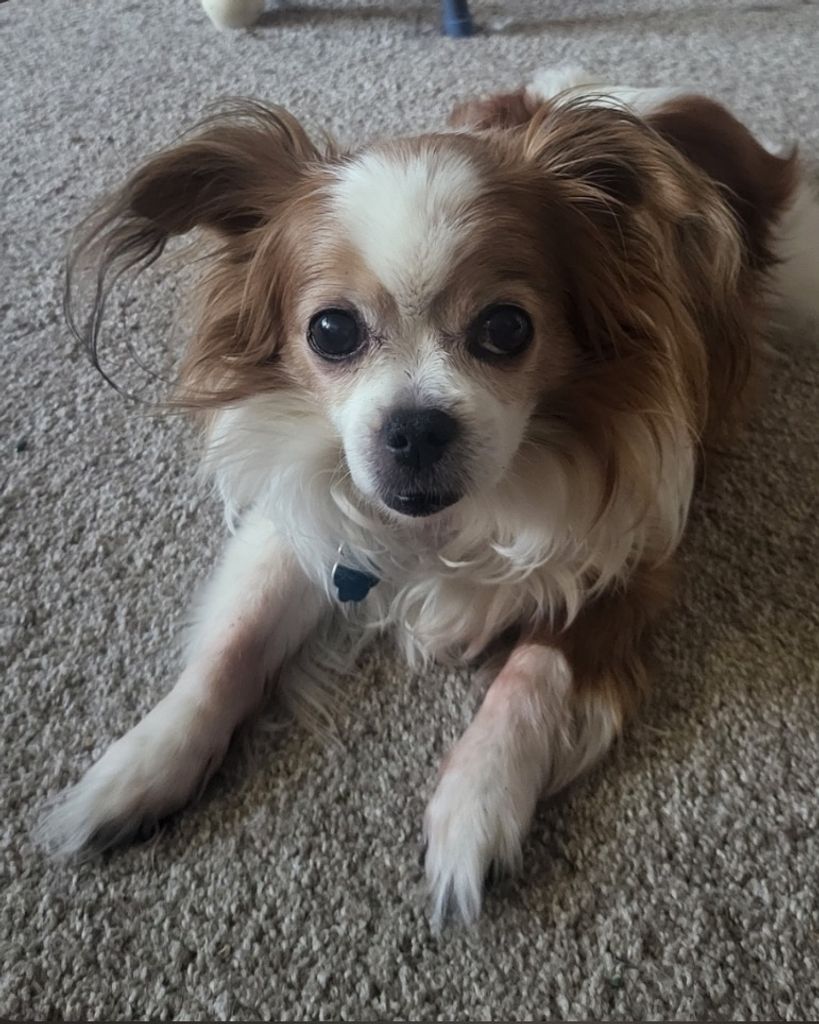 Jasmine Rae Comstock