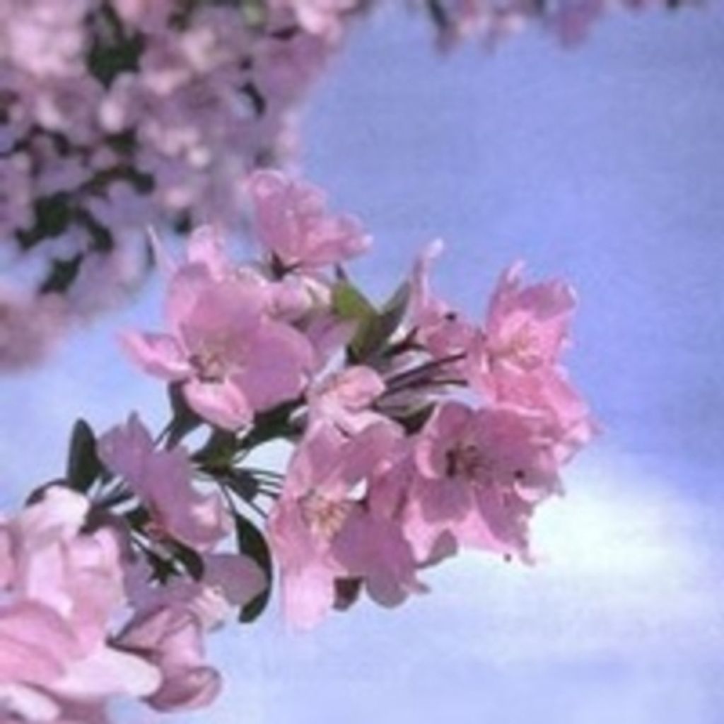 Imogene Tyler Steele