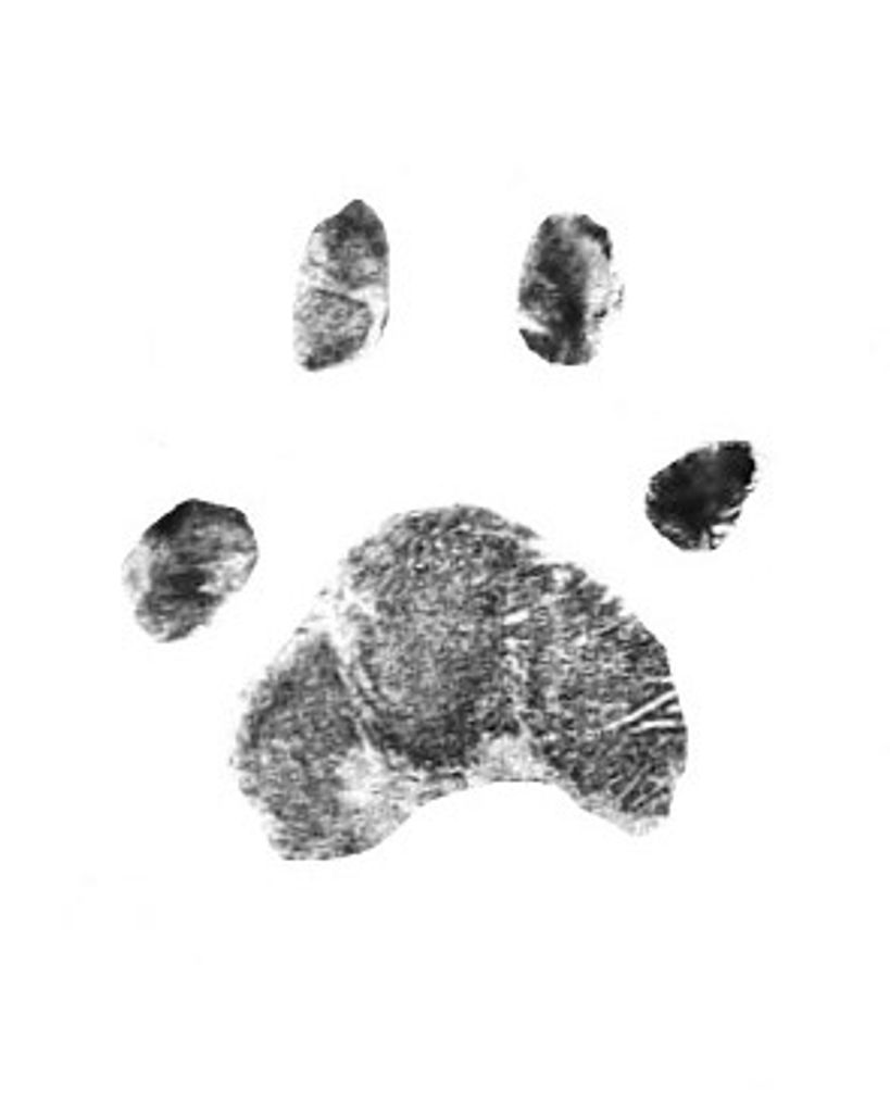 Bootsie Mahoney Profile Photo