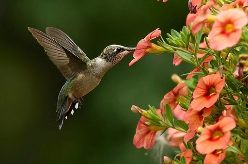 Sharon L. Bruck photo gallery thumbnail 155 of 170