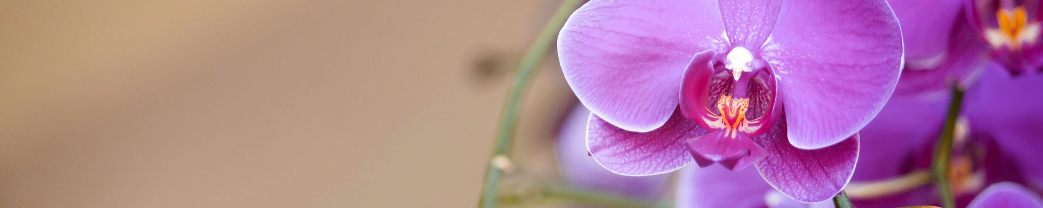 Cover for Jean Brown Talley's Obituary