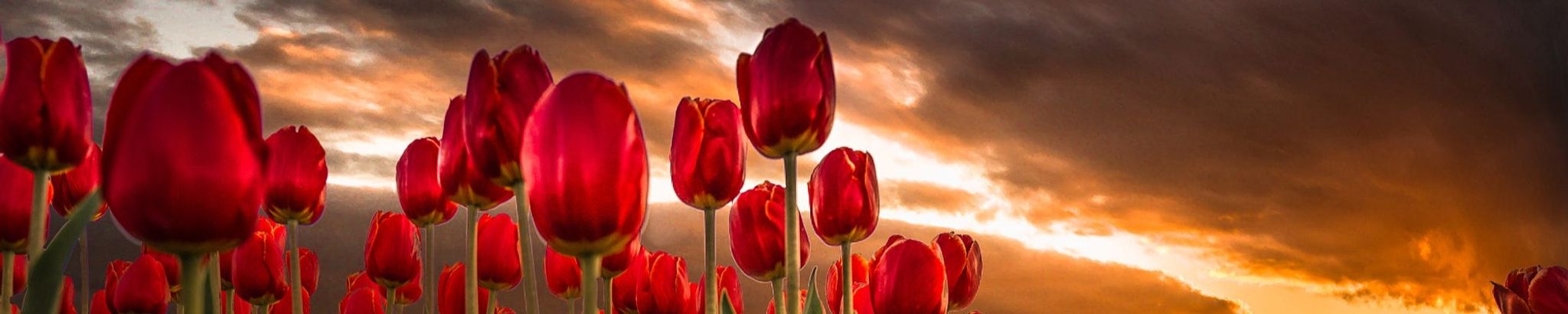Cover photo for Sharon Helen Kremer's Obituary