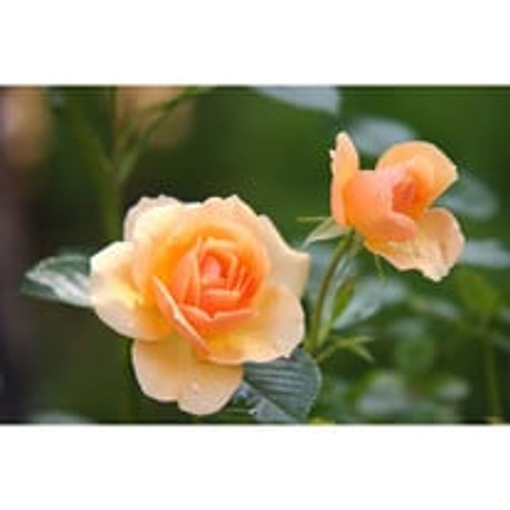 Elsie Amacher Profile Photo