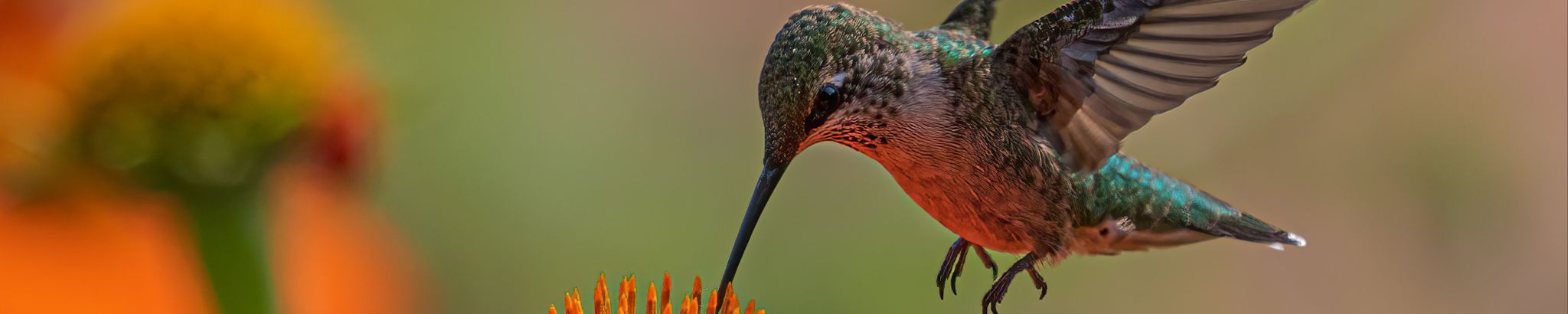 Cover for Regina Ann Bradburn's Obituary