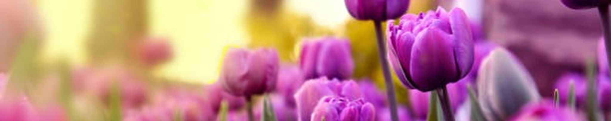 Cover photo for Courtney Holt Lynn's Obituary