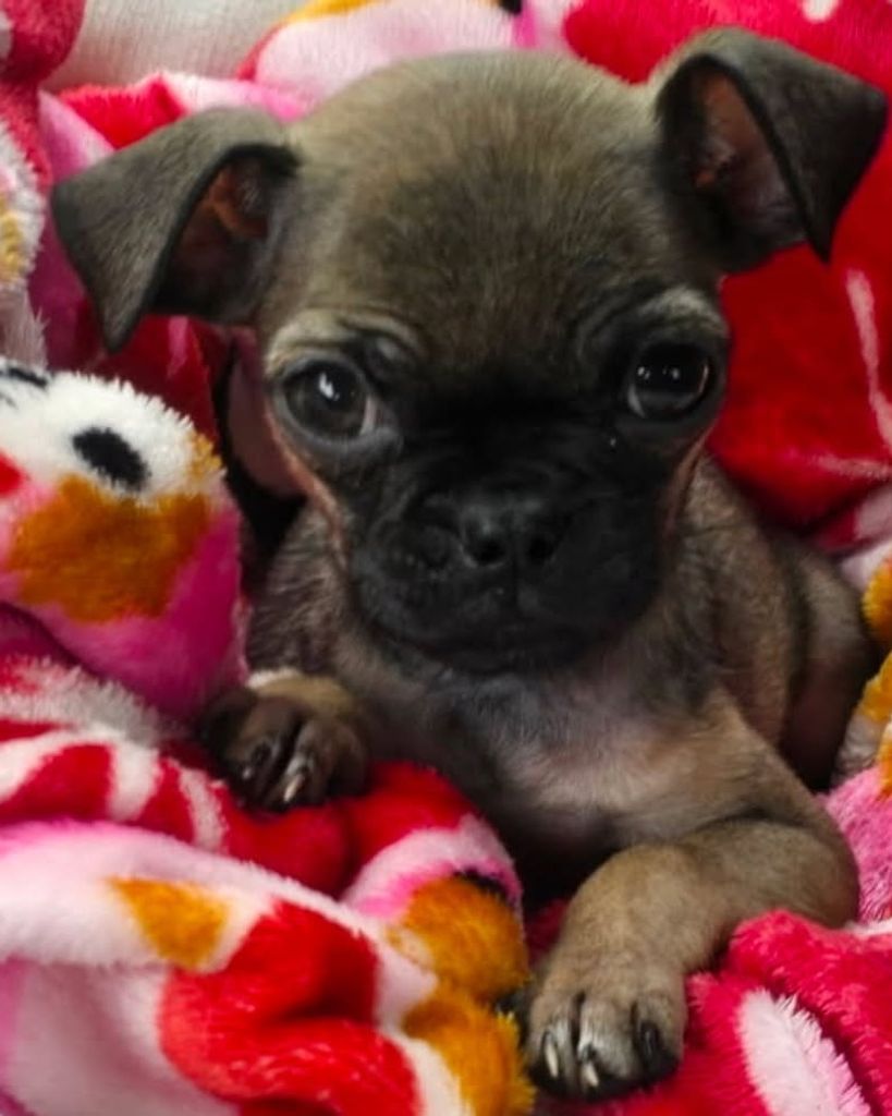 Pugsley Uma 🖤 Profile Photo