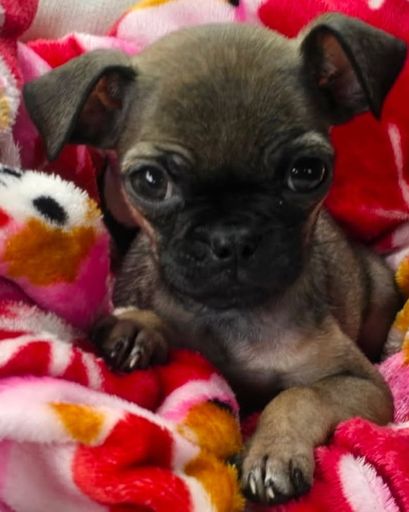 Pugsley Uma ?'s obituary image