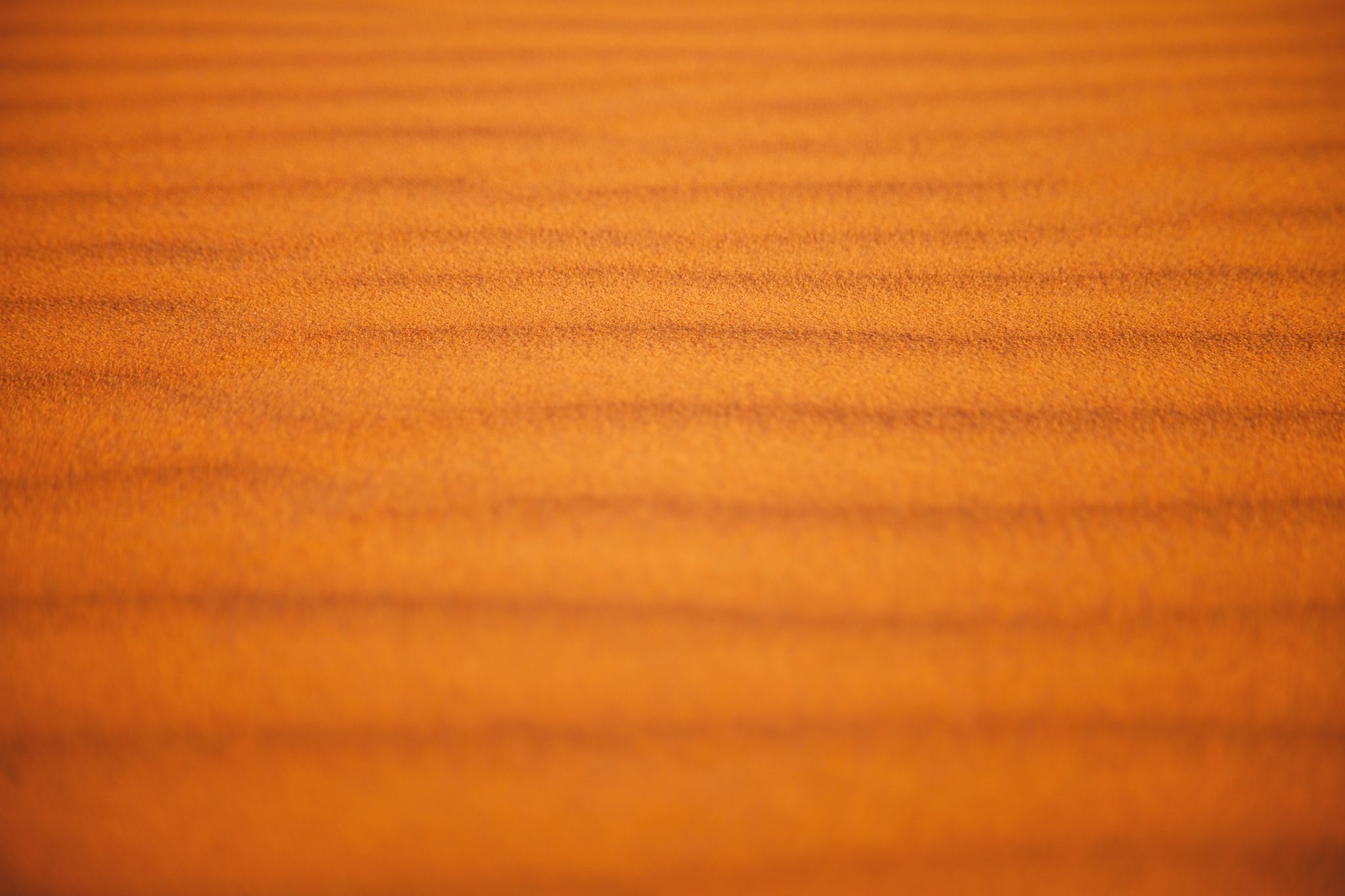 Cover for Harvin "Spundy" C. Beltz's Obituary