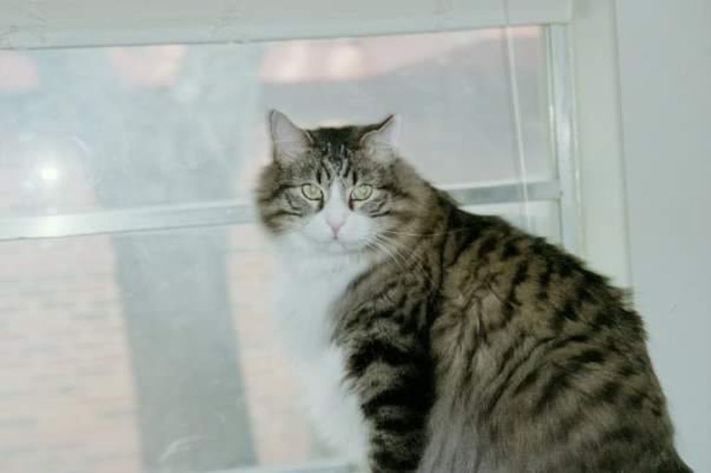 Balto Profile Photo
