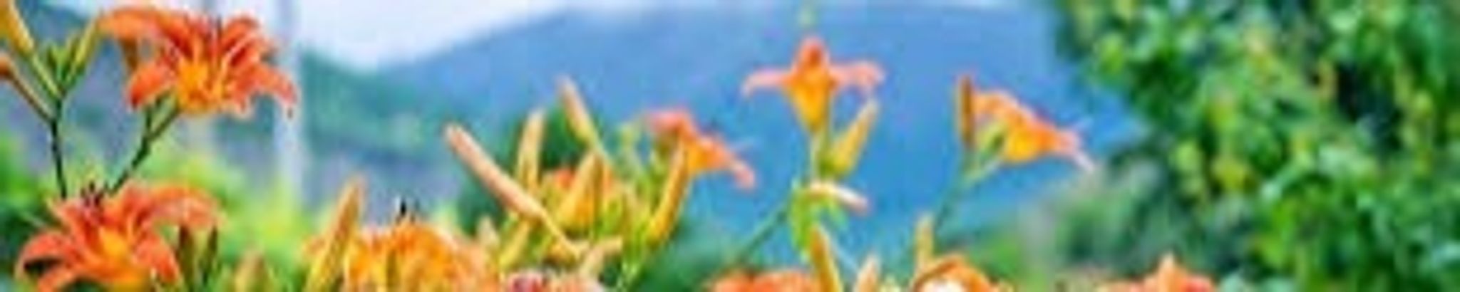 Cover photo for Willene "Bill" Williamson's Obituary