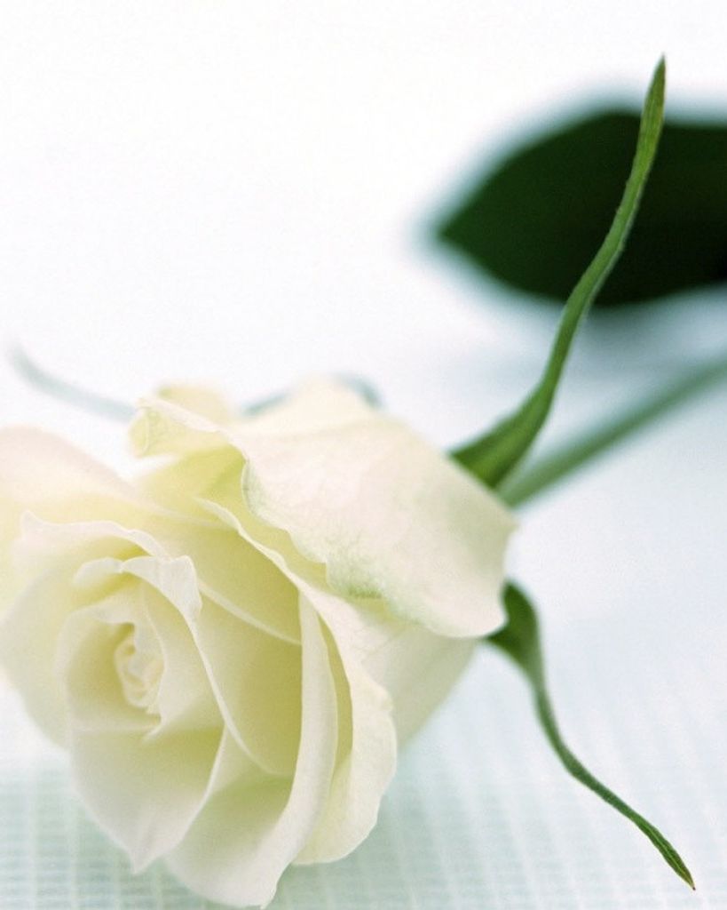 Roseanne Rodriguez Hanson