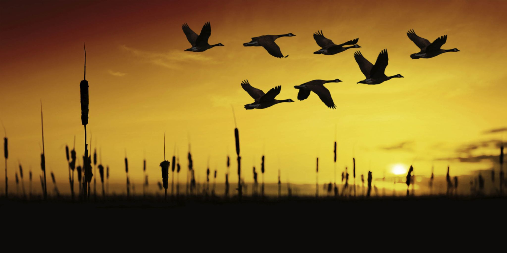 Cover photo for Dennis Lee Shaffer's Obituary