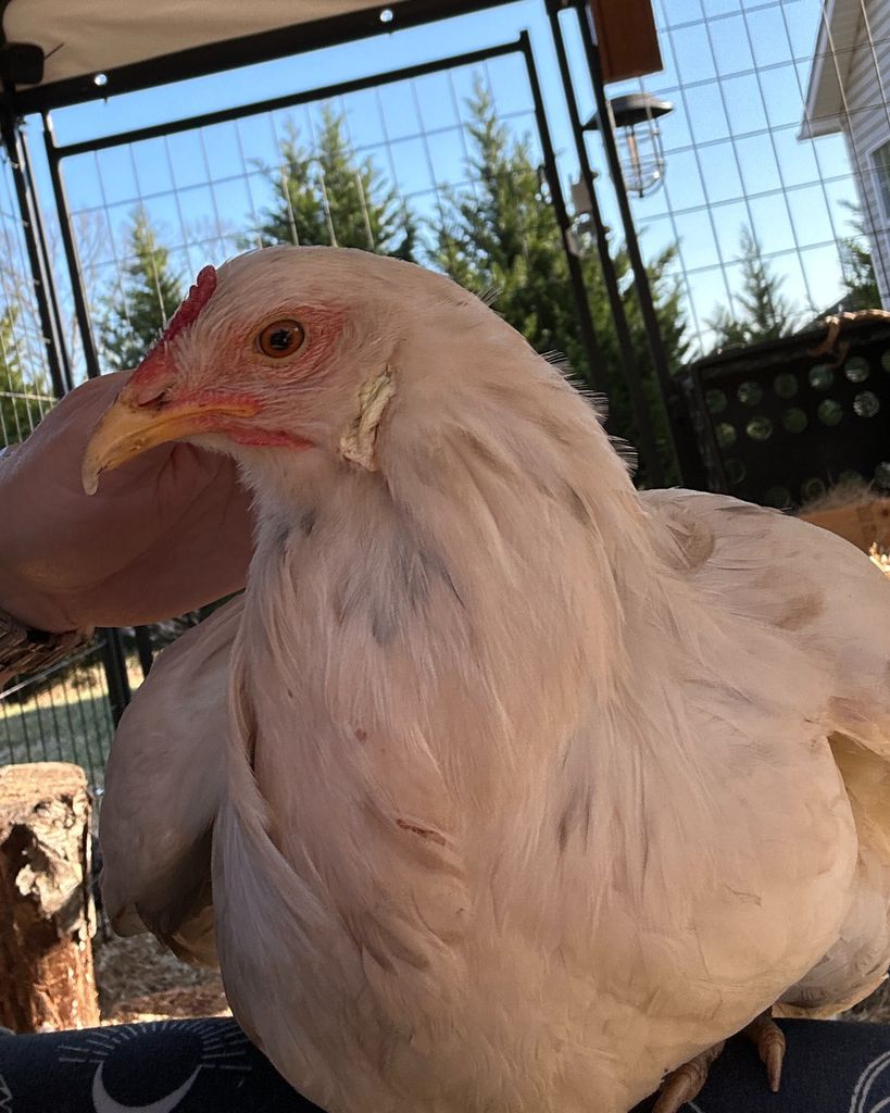 Miss Bird Griffin