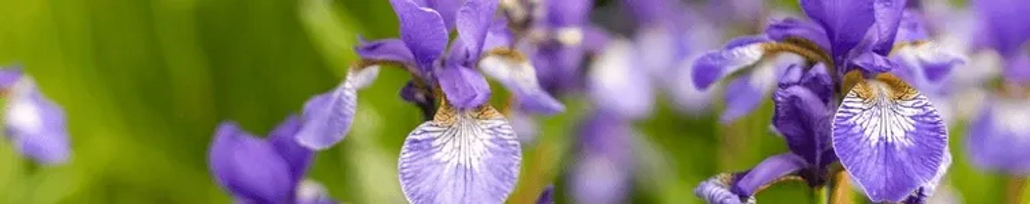 Cover for Patricia Marie Garcia's Obituary