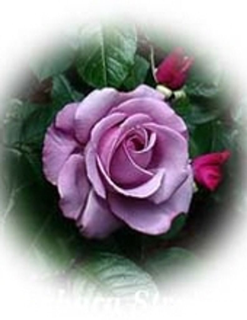 Mary Anna Lee Pfeifer -Glbfh