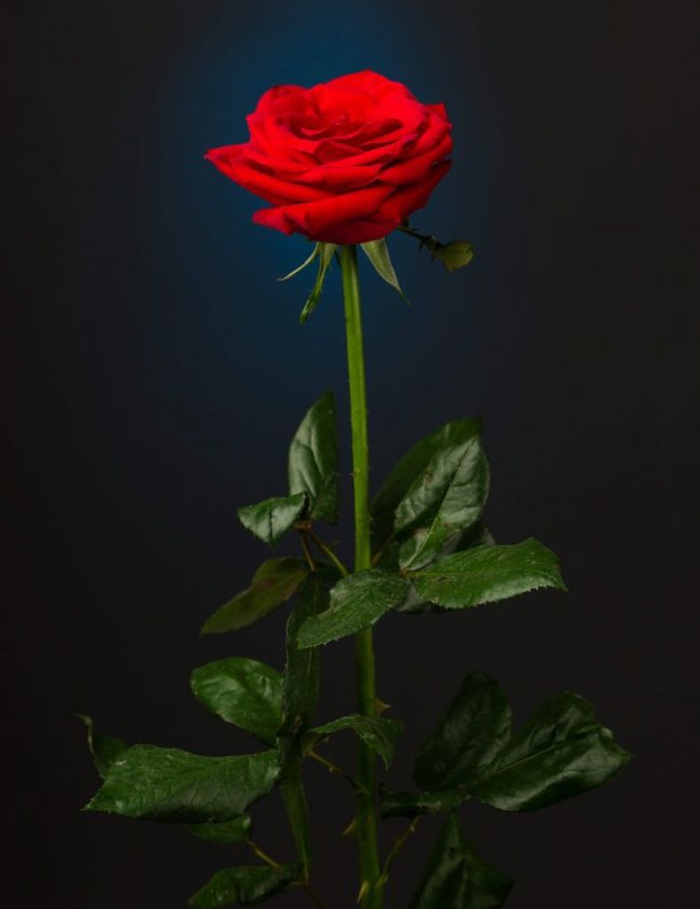 Rose Lee Profile Photo