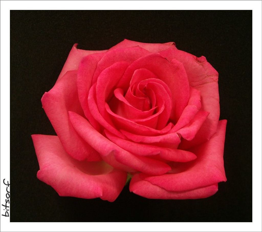 Elsie Catherine Threats