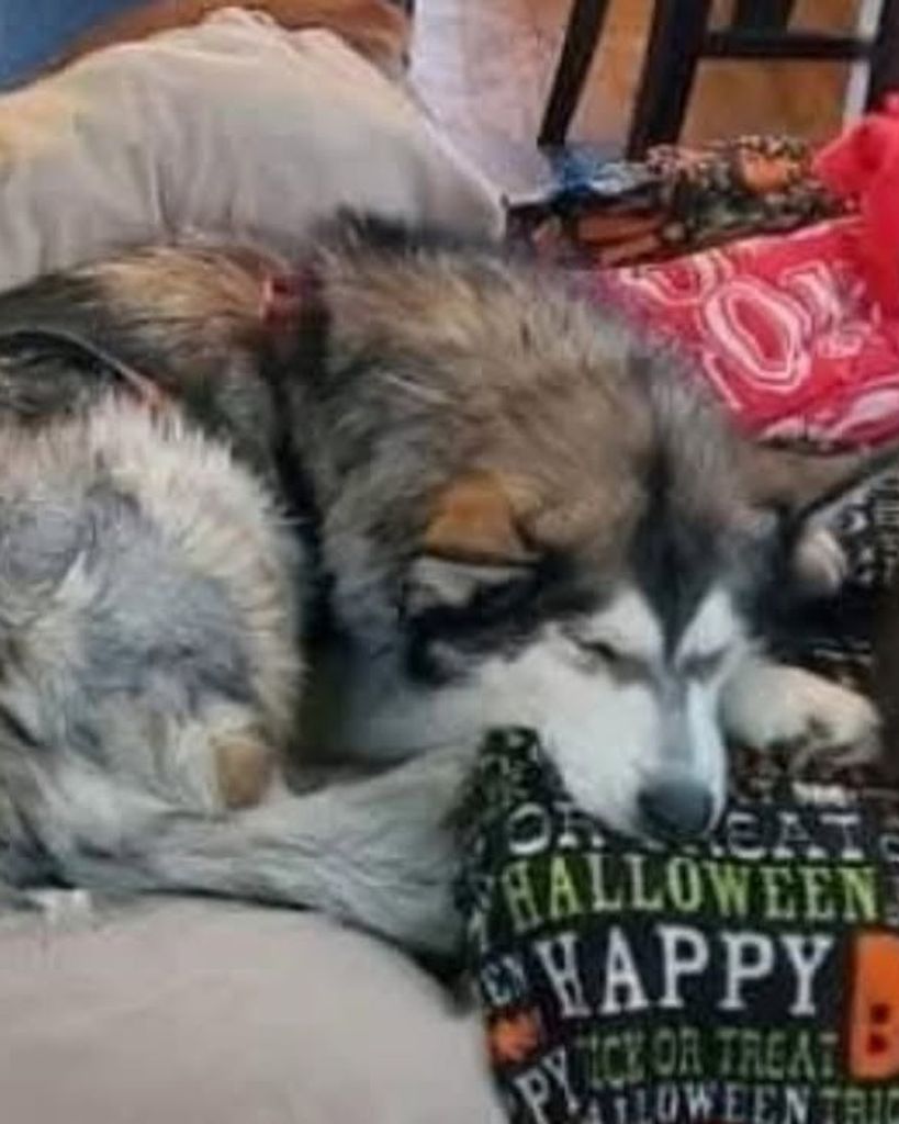 Morrigan Caudill Profile Photo