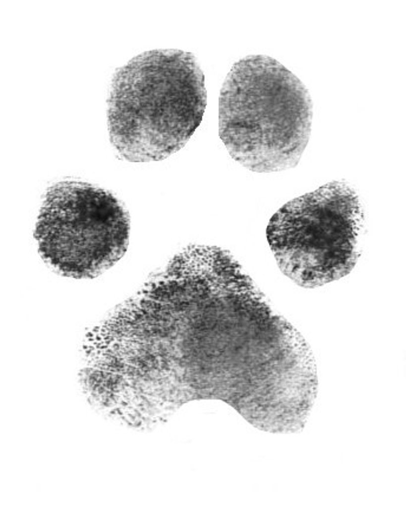 Lollipop Loggins Profile Photo