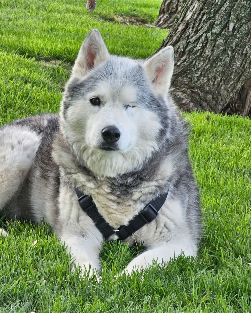 Keira Alu Profile Photo