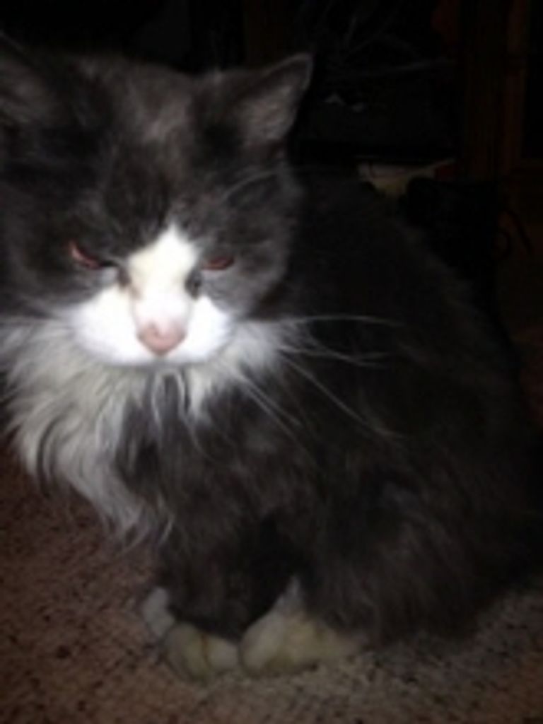 Mittens Anderson Profile Photo