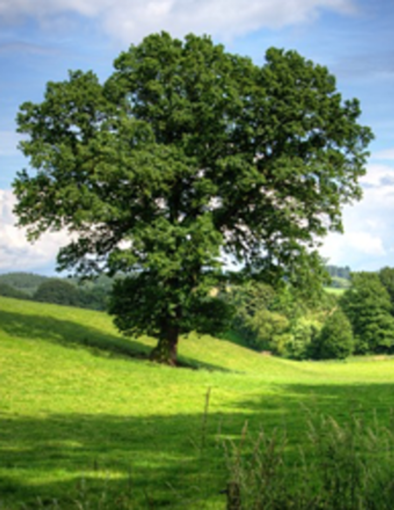 Henry Louis Poncelet Profile Photo