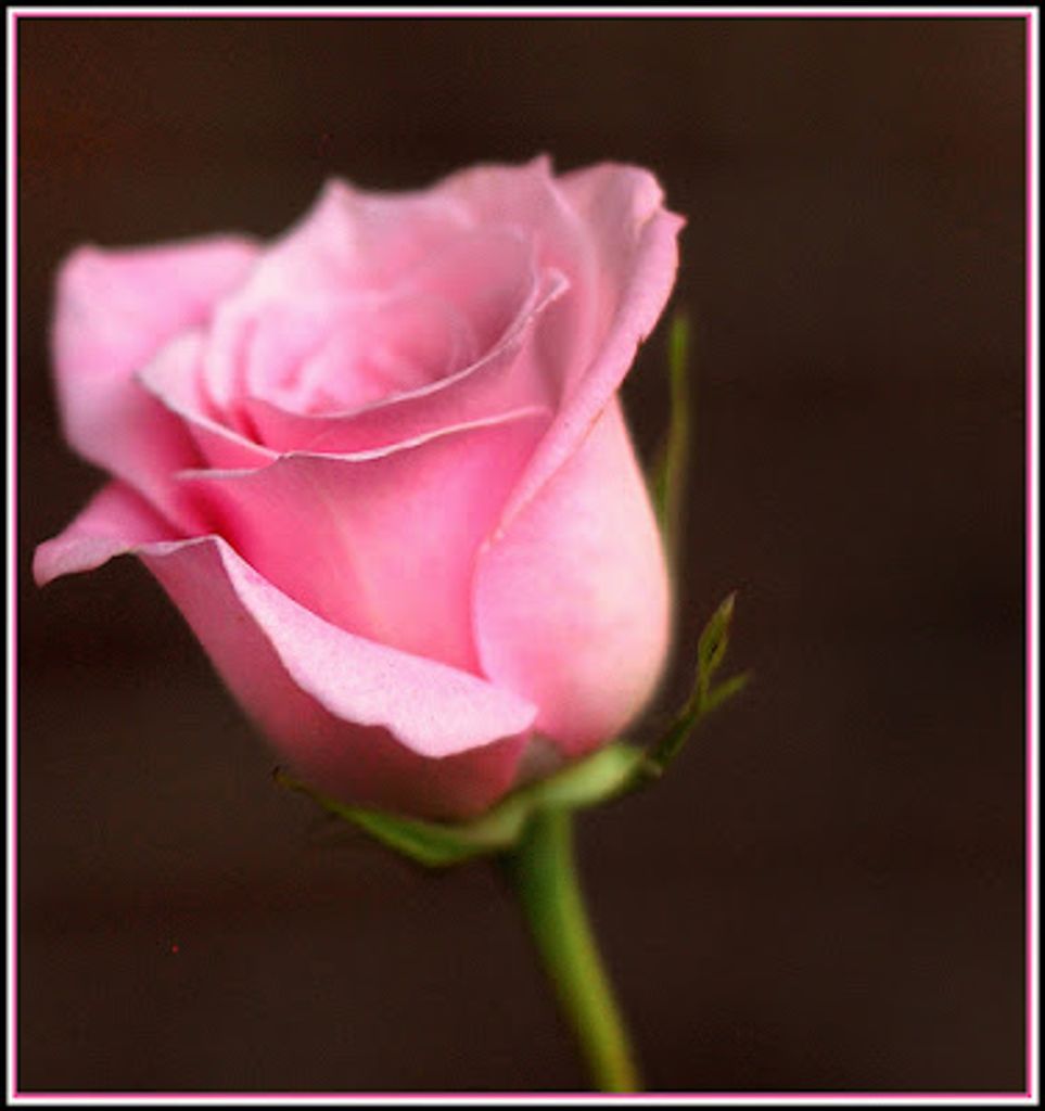 Dolores Marie Anderson