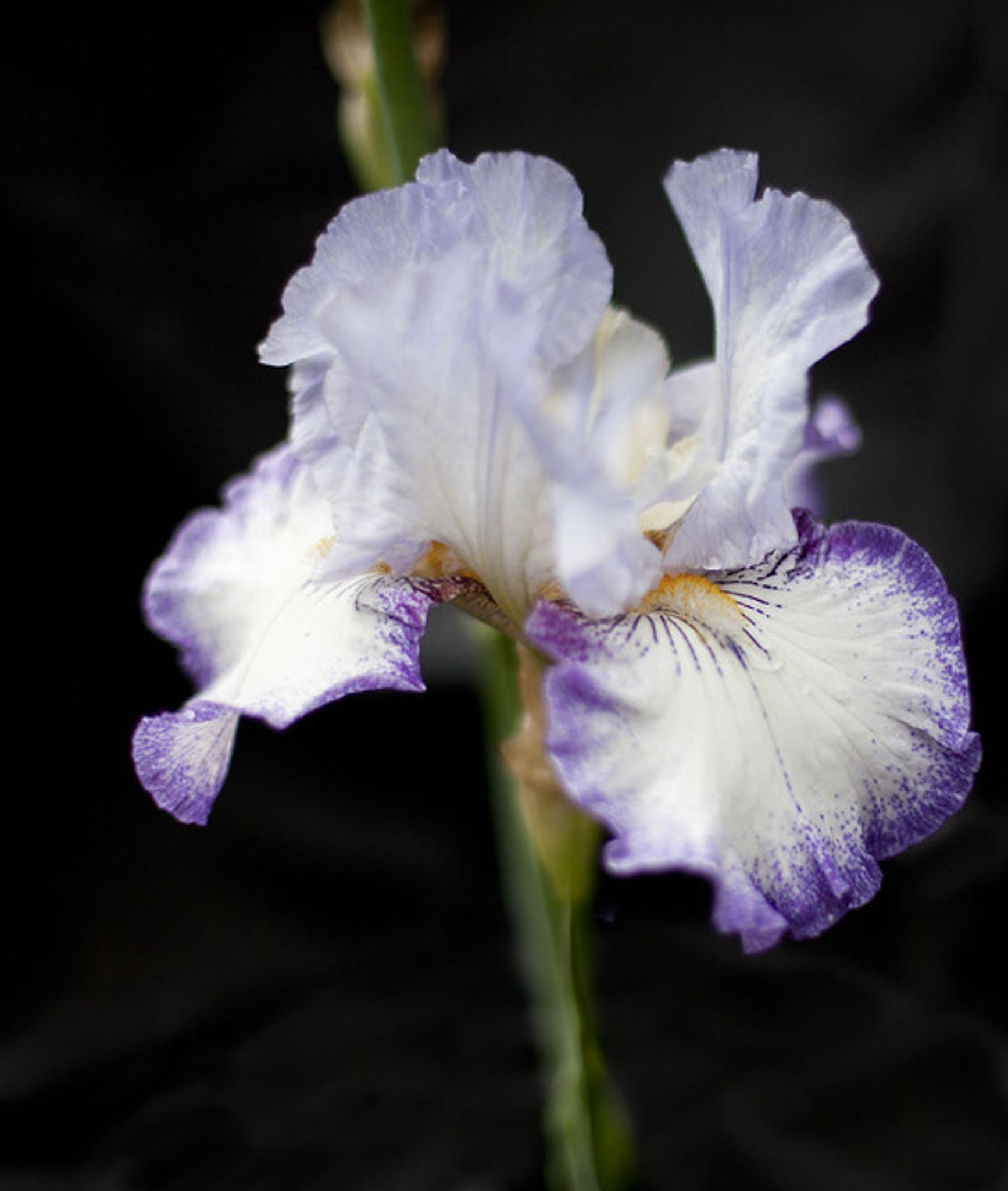 Cover photo for Carol Lee Unger's Obituary