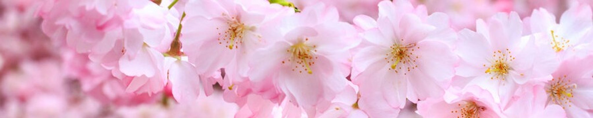 Cover photo for Heather Dale Falls's Obituary