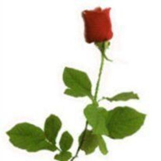 Bonnie C Susser Profile Photo