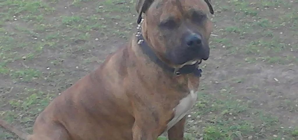 Boss Profile Photo