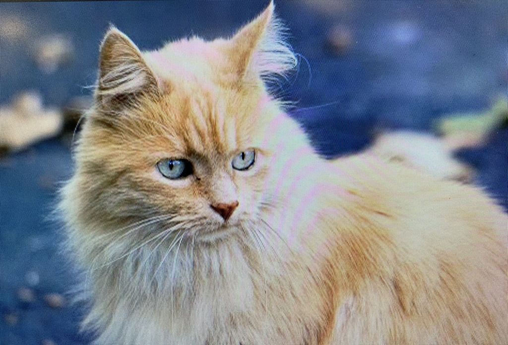 Samantha “Sami Cat” Shafer Profile Photo