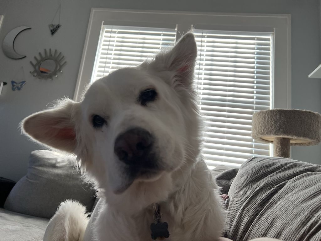 Wyatt Profile Photo
