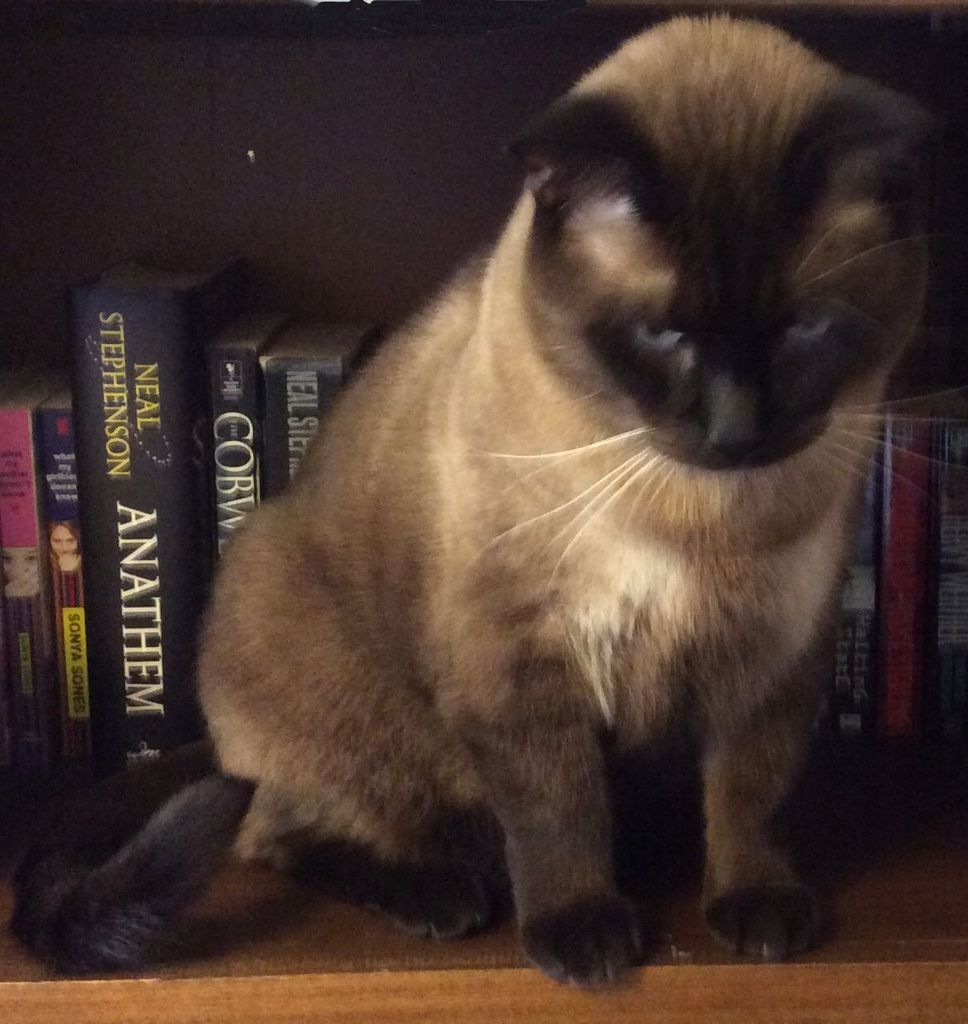 Gato Profile Photo