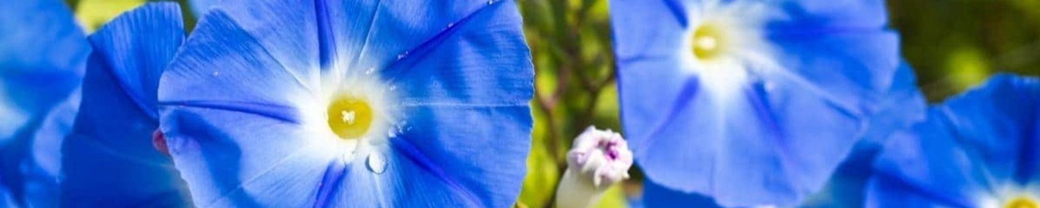 Cover photo for Mary "Elaine" Schamaun's Obituary