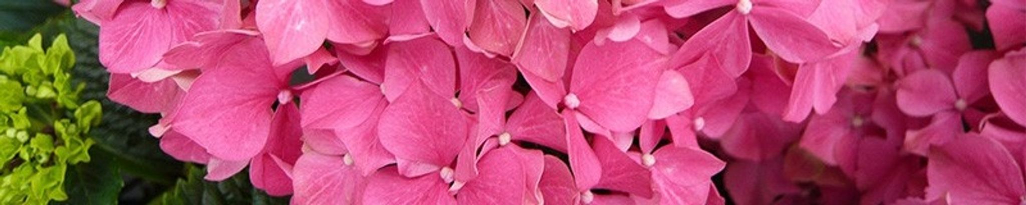 Cover photo for Maria (Mia) VandenHazel's Obituary