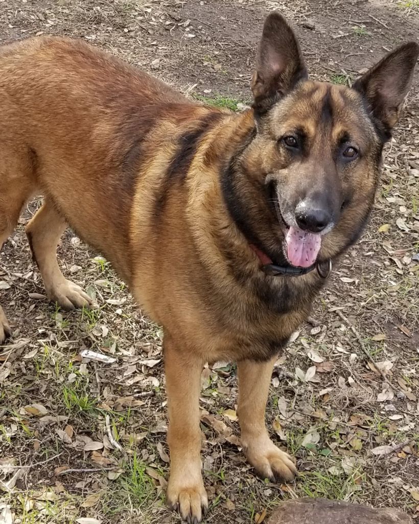Bear Simmons Profile Photo