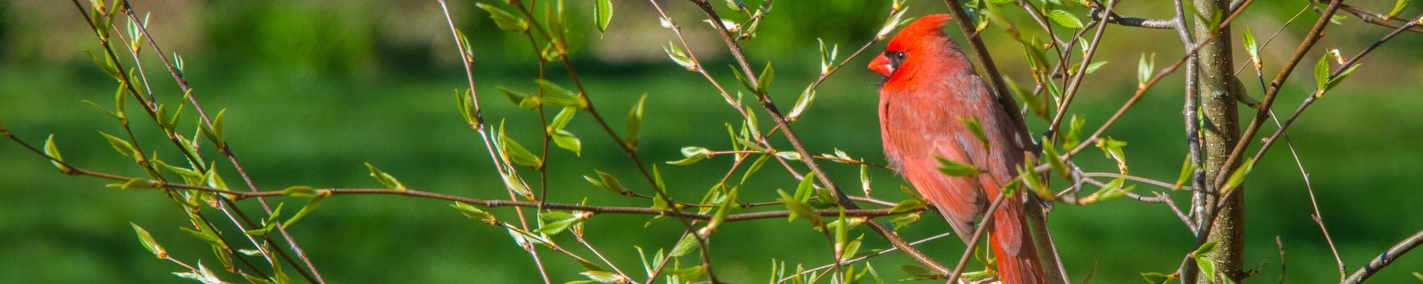 Cover for Janice Kaye Crow's Obituary
