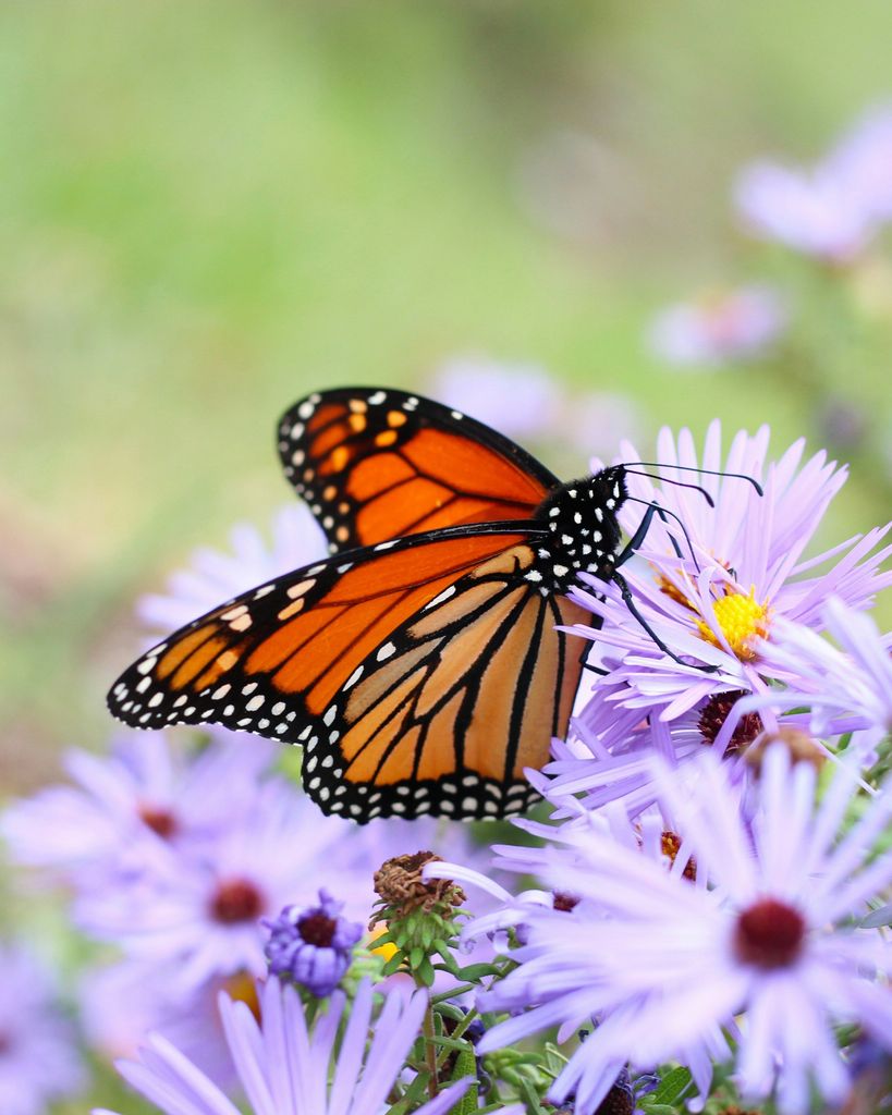 Sue H Blaes Profile Photo